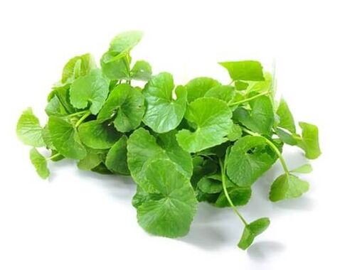 Gotu Kola (Asian Centella) Prostamin Forte бөлігі болып табылады